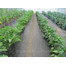 Геоматеріал Growtex p-100 (1.6 м. ширина) чорний
